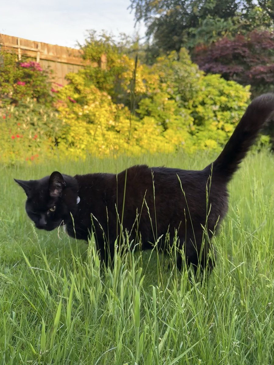 Munch Pudding™️ 🐈⬛ ✌🏼 🇵🇸 🇨🇺 🇬🇱 🇪🇺 tweet media