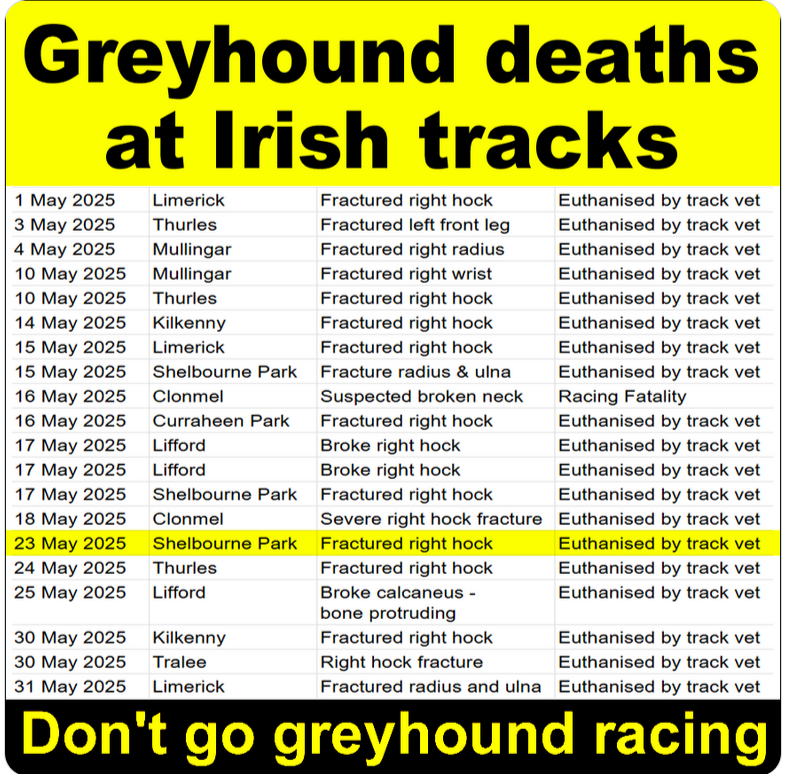 Greyhound Awareness Cork (IRE) tweet media