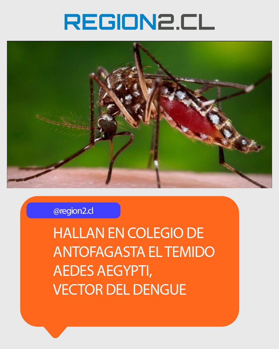 region2cl's tweet photo. Hallan en Colegio de Antofagasta el Temido Aedes Aegypti, Vector Del Dengue

➡️https://t.co/O1mUPkWiNq⬅️

#Antofagasta #Calama #Tocopilla #Taltal #Mejillones #Maríaelena #Baquedano #Sierragorda #Sanpedrodeatacama #Chile https://t.co/grvi8YwaVQ