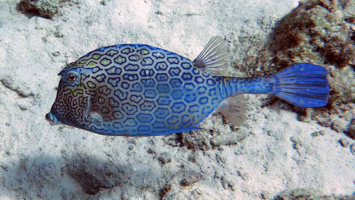 Daily Dive Pic tweet media