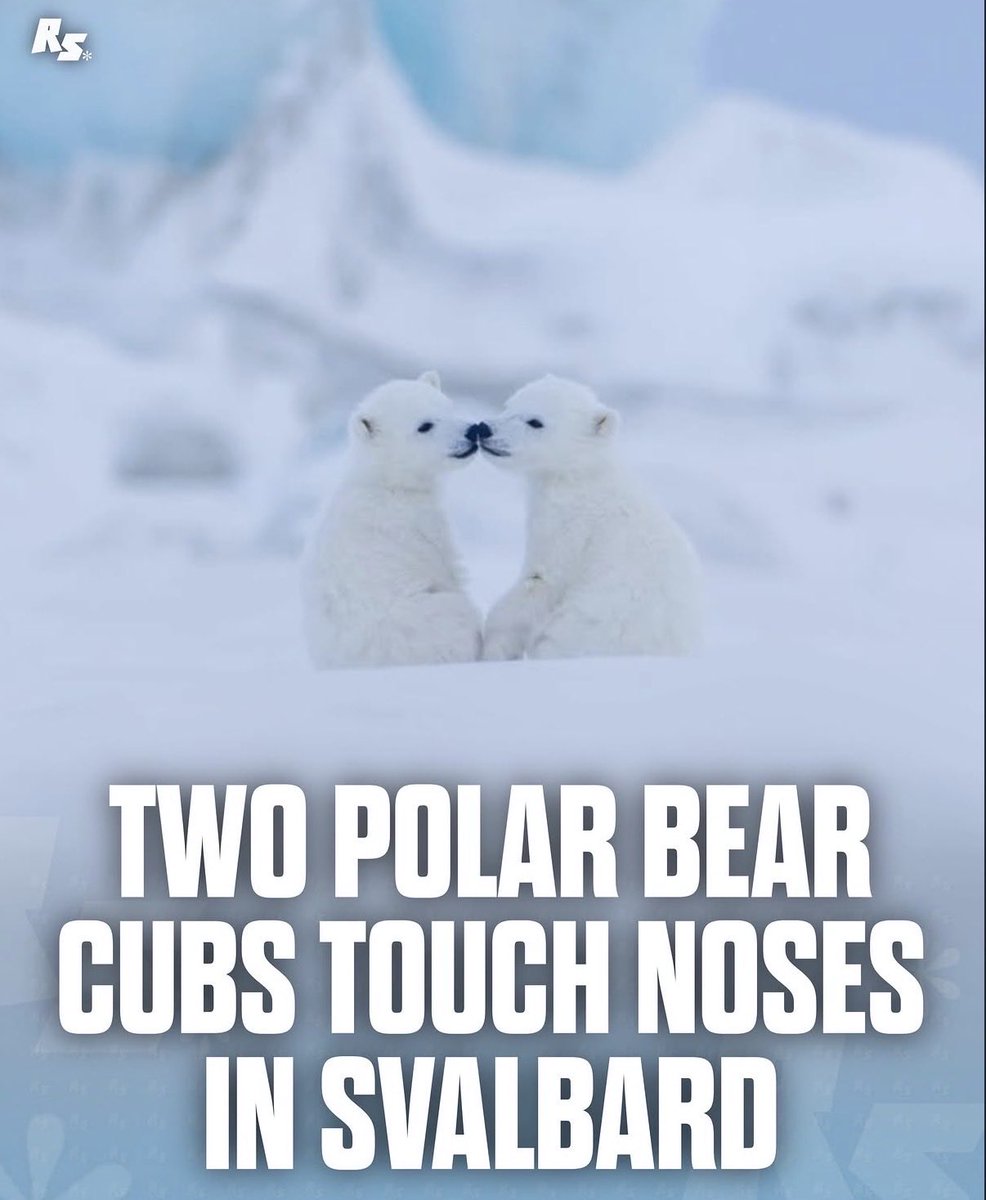 Eggroll 🐻‍❄️ tweet media