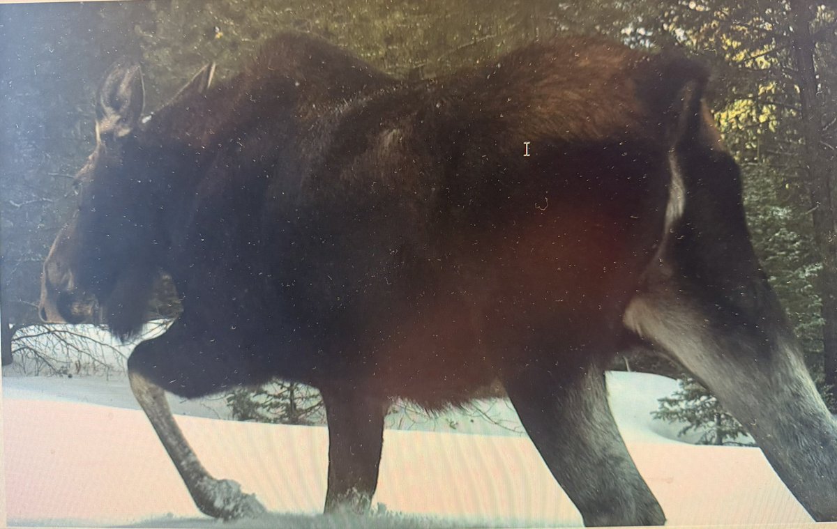 noblewestars's tweet photo. more pics from the work trail cams if anybody was interested https://t.co/BSNG5P790d