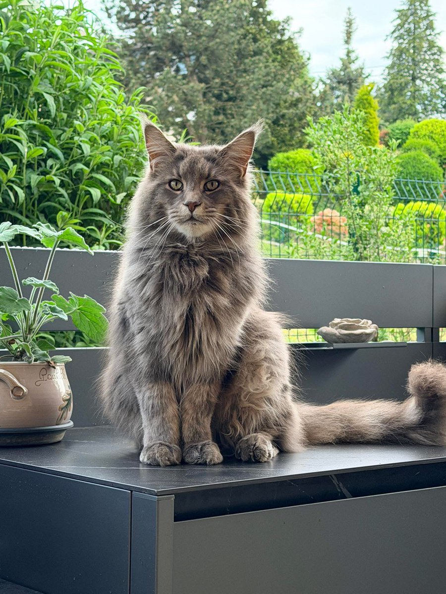 Mehmet_Stern's tweet photo. 🇫🇷 23 Mayıs 2026 Cumartesi günü, Fransa’nın Haute-Savoie iline bağlı Marin komününün Chullien mahallesinde 3 yaşındaki Maine Coon cinsi kedi Urban, boynuna turuncu bir ip/kordon bağlanarak bir evin duvarına asılı halde ölü bulundu. 

Yürüyüş yapan kişiler tarafından keşfedilen bu korkunç olayda, kedinin sahibi Cédric Batlle, olayın kaza olmadığını ve kedinin çok sosyalleşmiş, dost canlısı bir hayvan olduğunu belirterek hayvanlara zulüm suçundan resmi şikayette bulundu.

Évian-les-Bains jandarması hemen soruşturma başlattı. Kedinin cesedi üzerinde analizler ve olası bir otopsi Lyon’da yapılabilir. Yerel hayvan koruma derneği SPA du Chablais da olaya destek vererek tanık çağrısı yaptı ve olayın aydınlatılması için yetkililerle iş birliği yapıyor.

Bu trajik olay, hayvanlara yönelik şiddet ve istismara karşı farkındalığı artırmak amacıyla kamuoyunda büyük tepki çekti. Soruşturma halen devam ediyor.