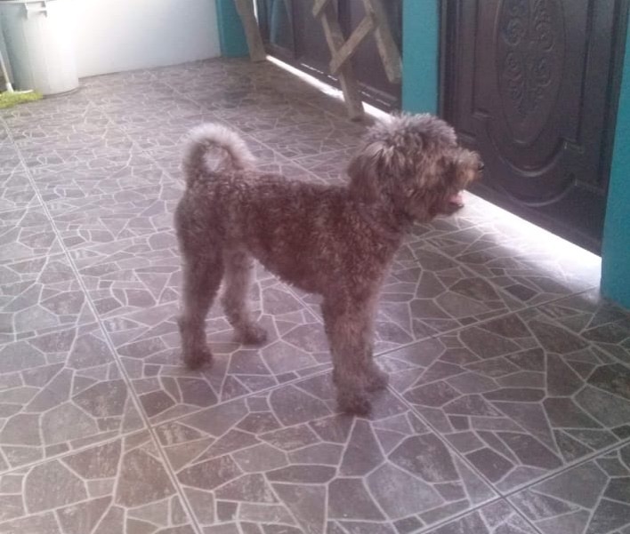 AlertaMePerdi's tweet photo. #PERDIDA #GUAYAQUIL
Nombre: #Sashi
Fecha: 2026-05-23
Sector: guasmo sur por la villa verde
Sexo: Hembra
Raza: French mezclada
Observación: cabello largo despeinado,color gris, tiene manchitas café en su barriga
Contacto: 0989348710
¡Ayúdalo a volver con su familia!
#AlertaMePerdí https://t.co/3VjTW6EcLV