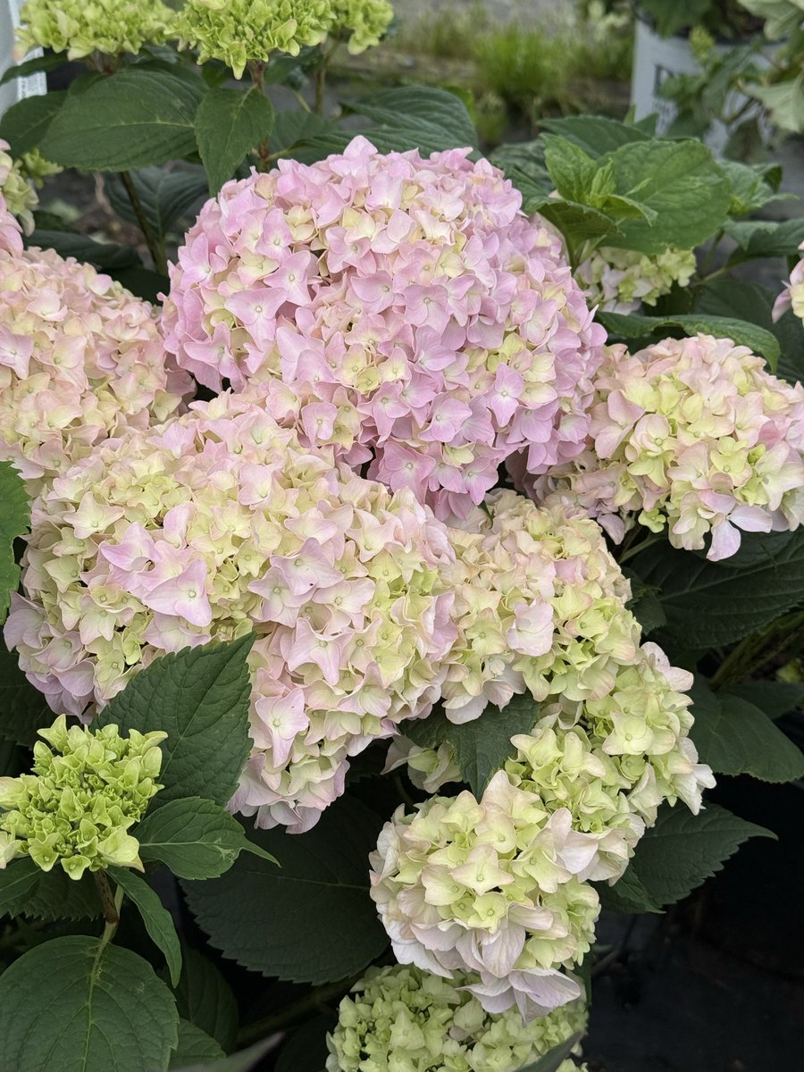 SunNurseriesInc's tweet photo. Hydrangeas are coming into their prime, and there’s never been a better time to add these summer showstoppers to your landscape. From classic mopheads and elegant lacecaps to hardy panicle and smooth varieties, we have an incredible selection ready to brighten beds, borders, and containers with months of color.
💜🌸💙
Featured below:
1. ‘Endless Summer’ 
2. ‘Nikko Blue’
3. ‘Summer Crush’ 
4. ‘Twist N’ Shout’

#hydrangeasflowers #summerbloomers #gardening #landscape