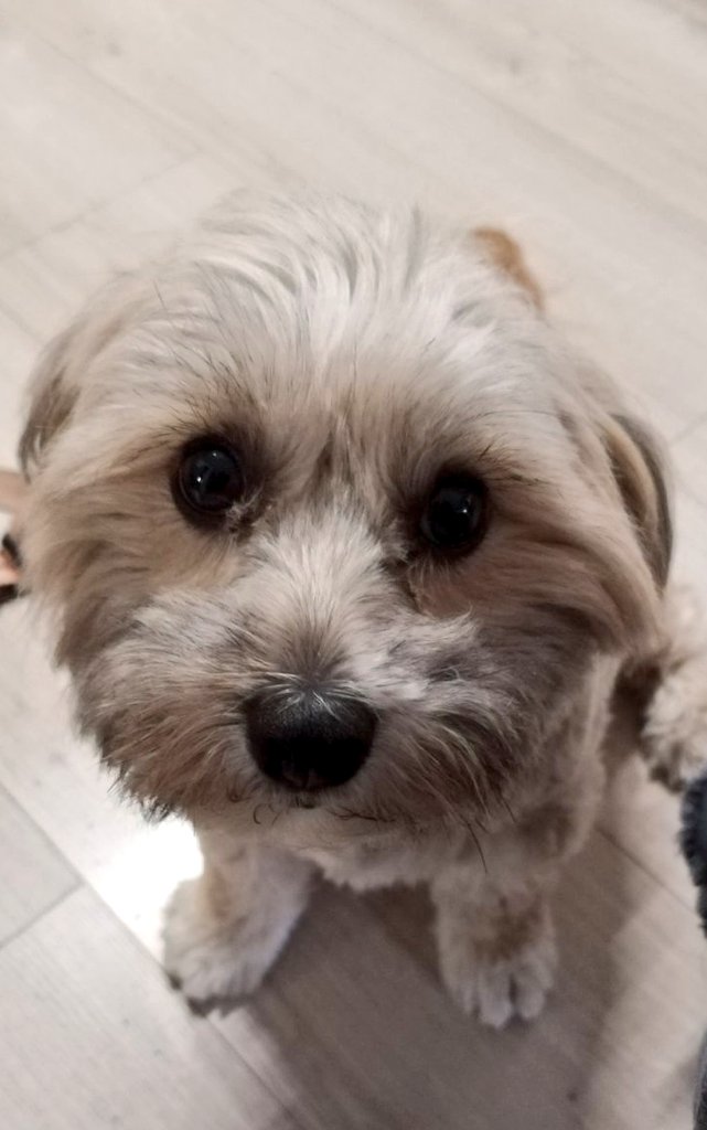 Hija de la luna❤️💃🐶🐶☕️🍫🇨🇾 tweet media