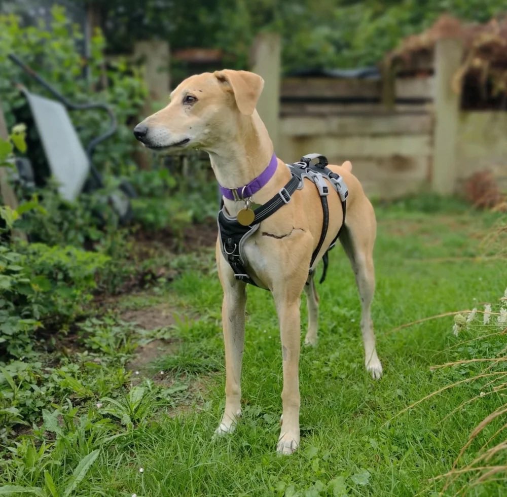 Lurcher SOS 🐾🐾 tweet media