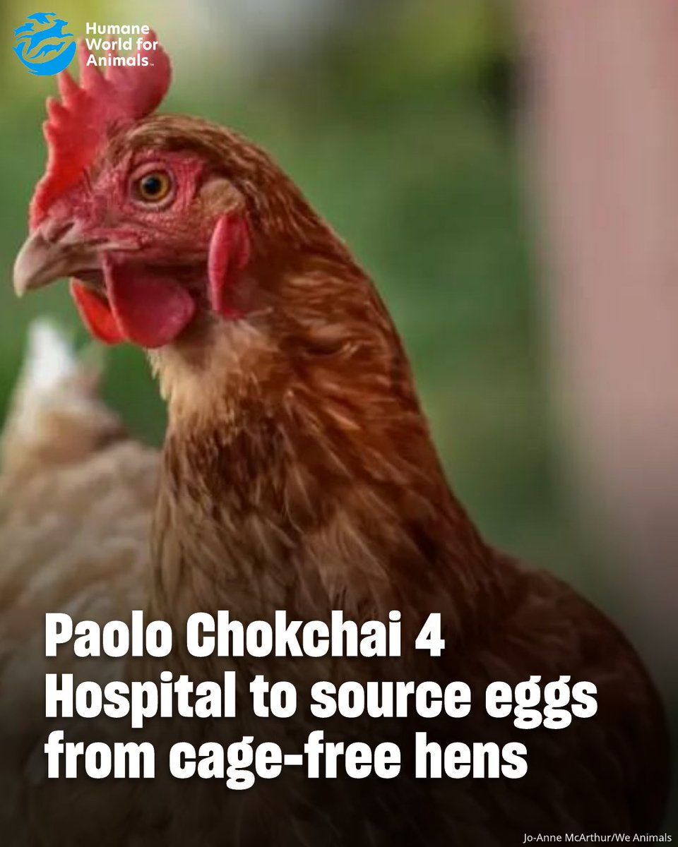 humaneworldorg's tweet photo. As part of a new animal welfare policy, Paolo Chokchai 4 Hospital will transition to sourcing 100% eggs from cage-free hens by the end of 2026. https://t.co/Rg9jfiOvG9 https://t.co/VmpCQq8vo5