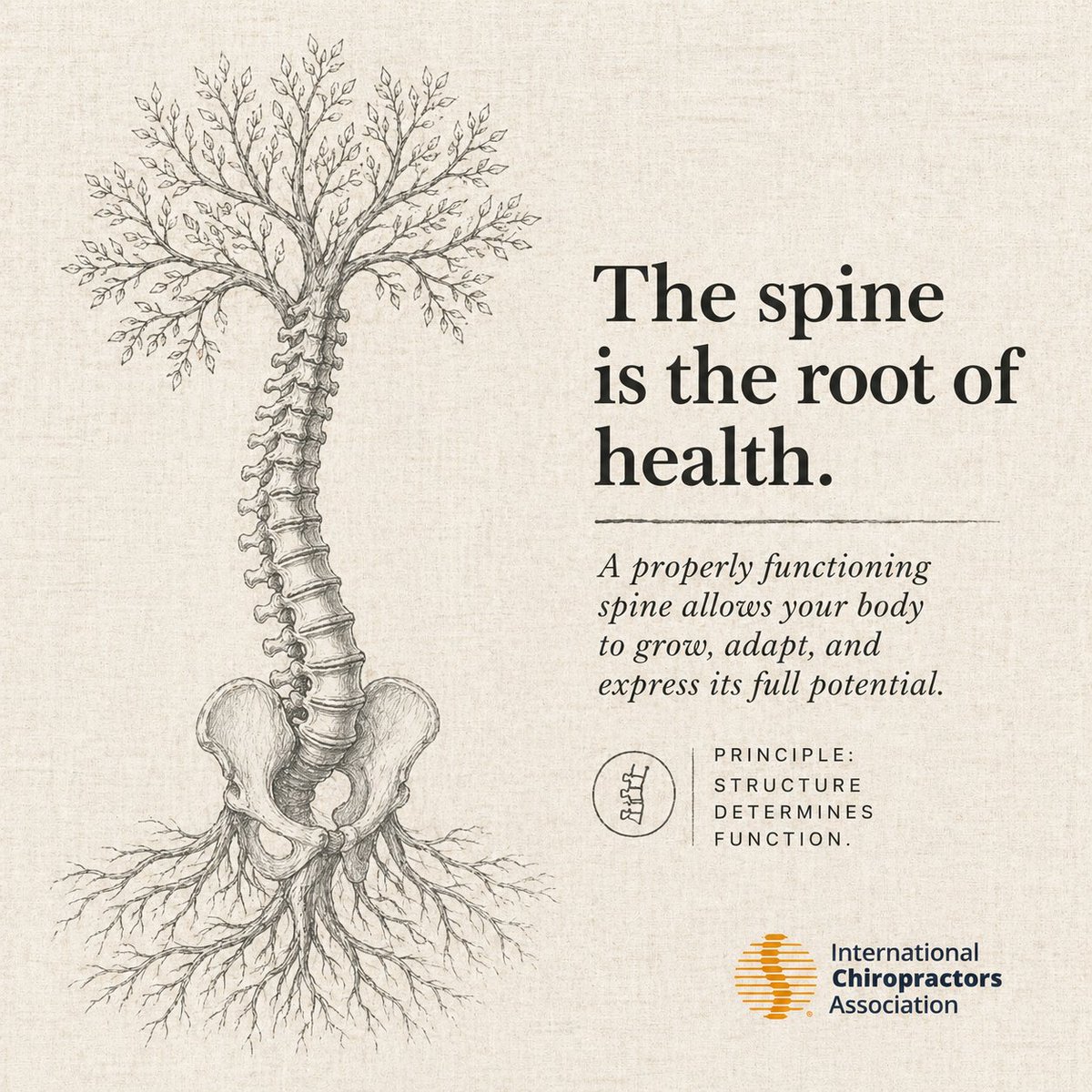 ICAChiropractor's tweet photo. Your spine protects the system that controls every function in your body.

Share if you agree. https://t.co/ple2GjCbeP