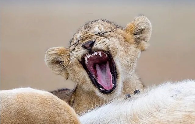 cub (baby lion) tweet media