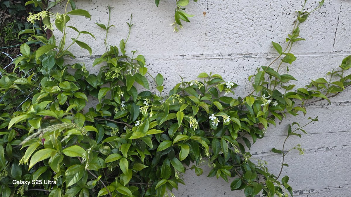 Tinkerbell_ring's tweet photo. Plantés il y a 2 ans, le jasmin est plus timide que le chèvrefeuille mais le jardin embaume. https://t.co/ldUu4ScGdg