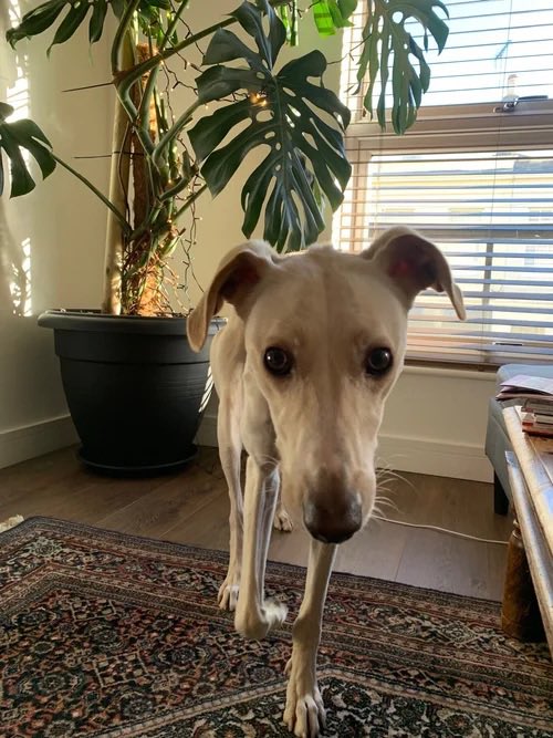 Lurcher SOS 🐾🐾 tweet media