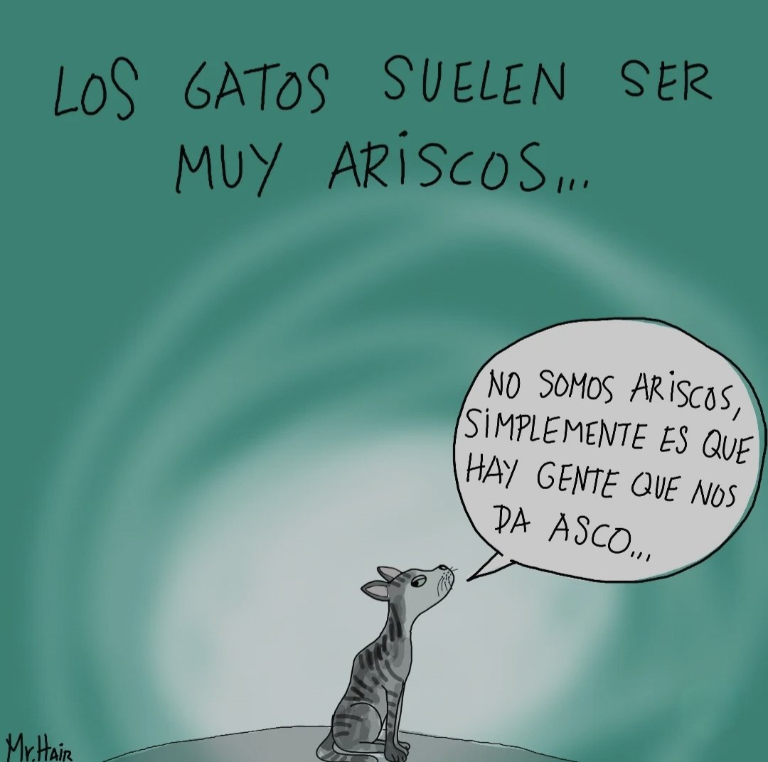 intularapla's tweet photo. Cuerpo humano, alma de gato https://t.co/nwpoHLjBg1