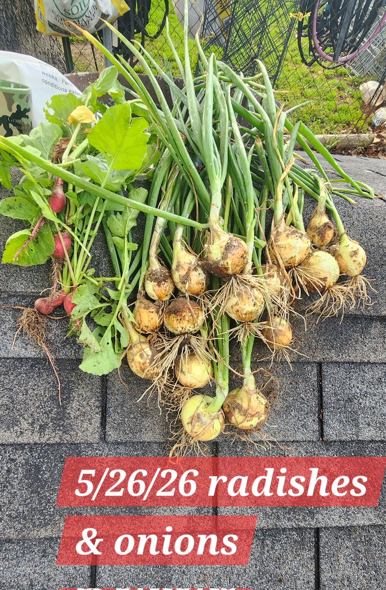 tchiggins58's tweet photo. City garden in #SWMO @CJMO still producing veggies. https://t.co/33hZUU859M