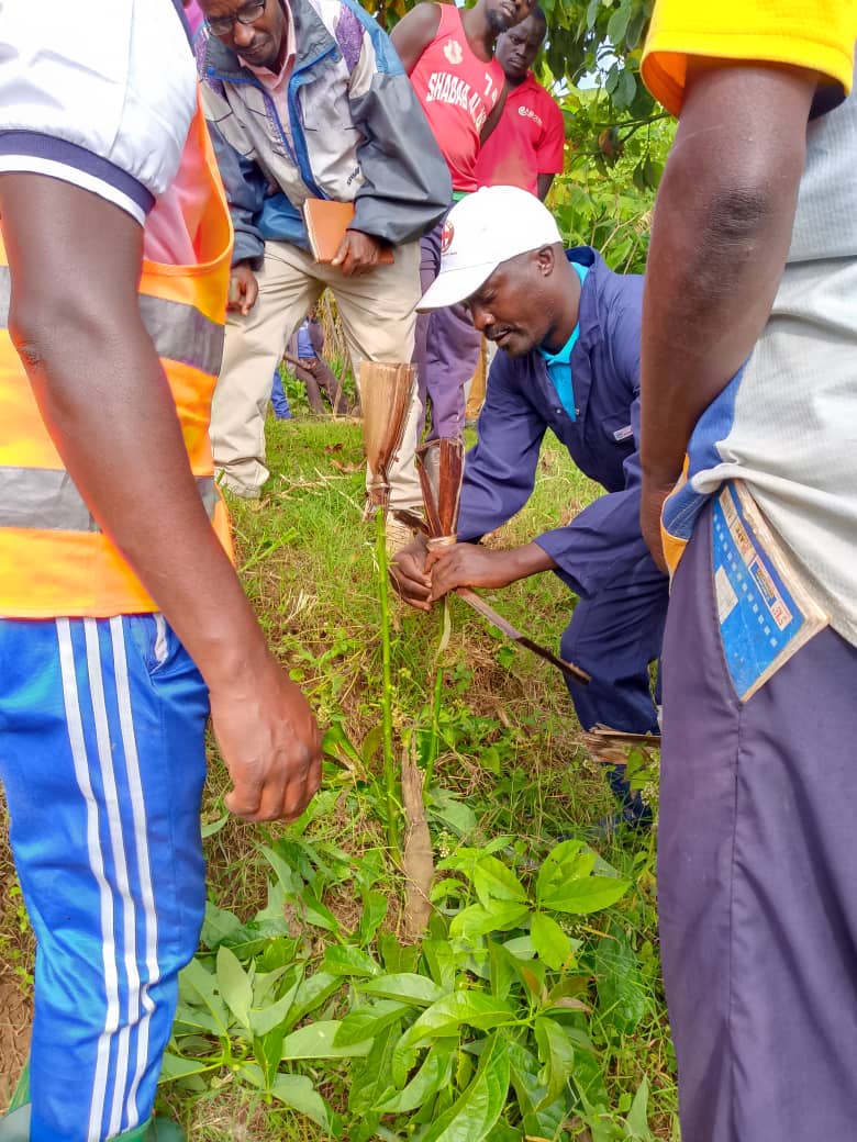 CnddFddButanyer's tweet photo. #Matongo, #Kwomekera ivoka zatewe bashirako #Ruhere, #Gufumbira ndetse no #Gusasira ivoka zimaze guterwa, Nico gikorwa ubuserukizi bw'umugambwe CNDD-FDD muri #Kominematongo bwagorobejemwo k'uwu wa 26/5/2026 muri #Zone BUTAGANZWA, aho banasabwa kuzozivomera mw'iki gihe c'ici. https://t.co/FmqDLCv6Rk