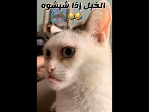 Yousef__IM's tweet photo. @ALDOBnet https://t.co/oLOsgk8iEP