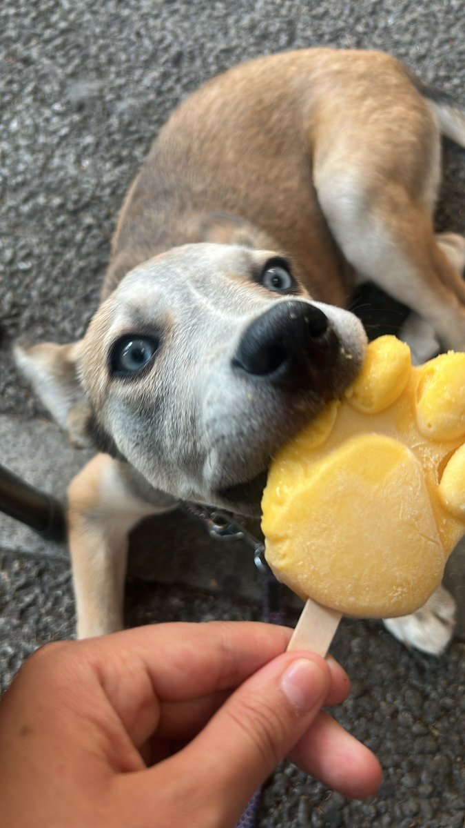 kncyken's tweet photo. amo a mi gaia, es la cosita mas hermosa del mundo 🥹💓 https://t.co/E4vp7B3DGb