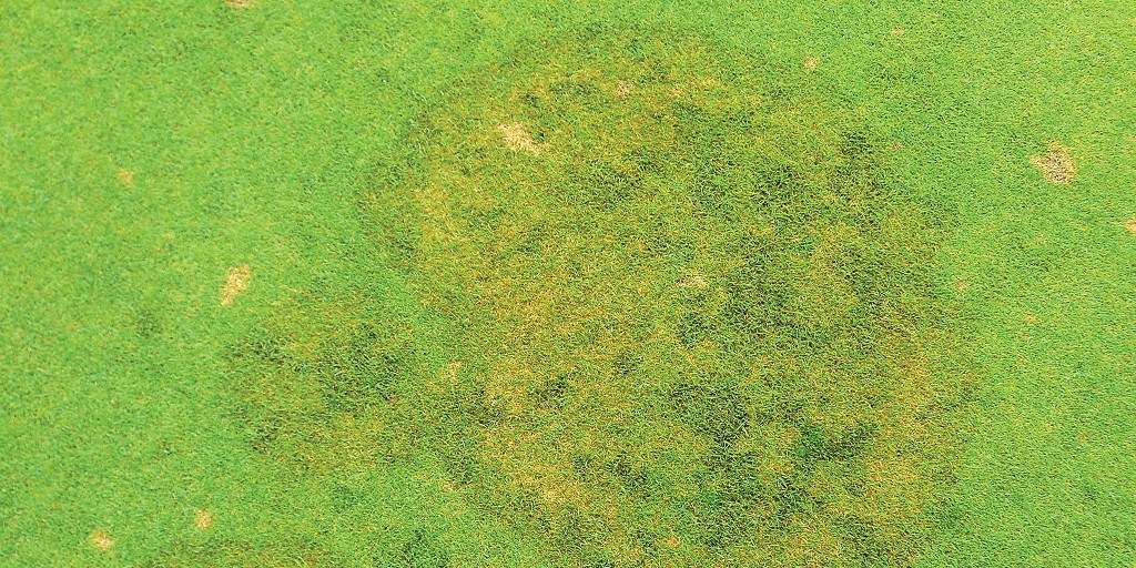 SyngentaTurf's tweet photo. Seeing brown rings as temperatures rise? 👀 It may be #BrownPatch.  

Help protect your customers’ lawns with a preventive approach: Explore cultural practices, treatment options, application timing tips and more from @TurfgrassGiese: https://t.co/I5wWeR532Z https://t.co/GH2CEBlt8Y