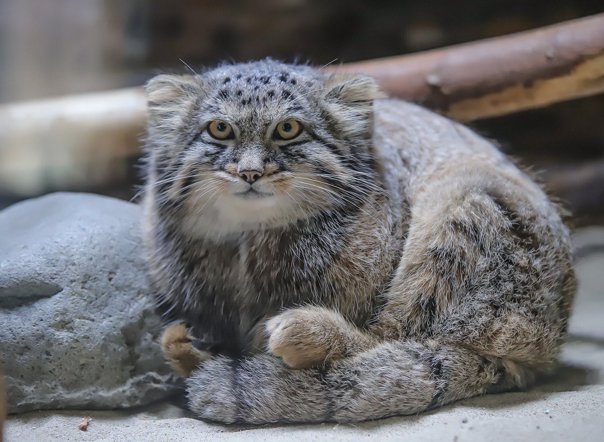 котёноcheck tweet media