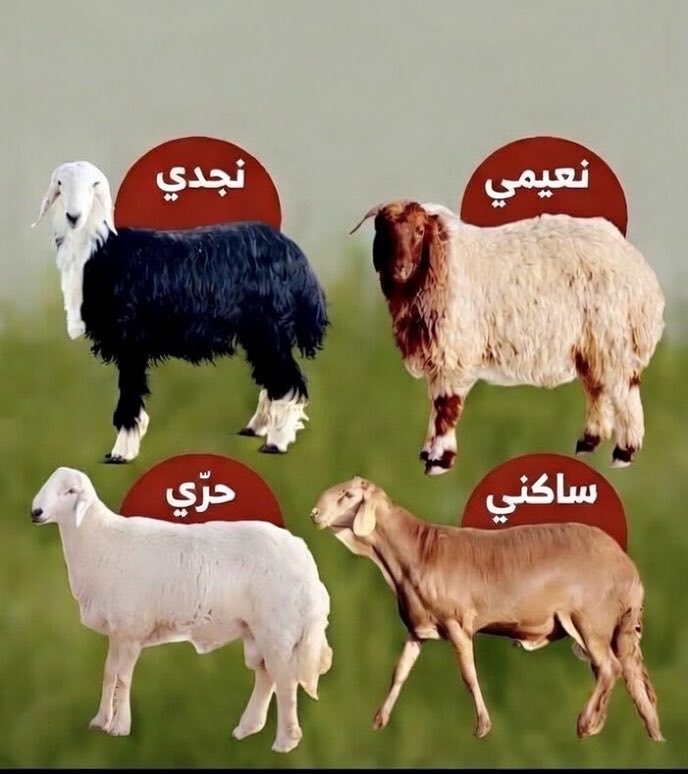 هونتشر | ثريد tweet media