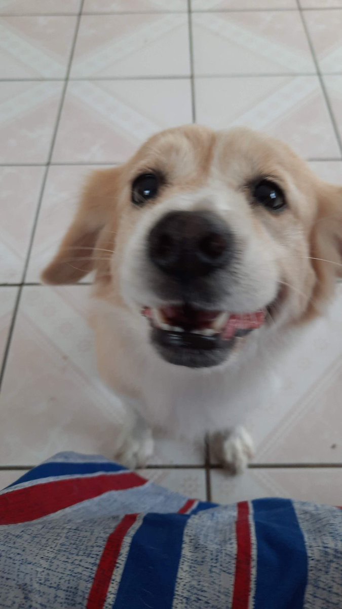 ZarahFalcon's tweet photo. ¿Por qué los #perritos 🐶 duran tan poco tiempo en la Tierra? Porque su misión es enseñarnos a #amar y dejar #huella 🐾 en el alma, Niña Güera te fuiste a tus dulces 16, gracias por todo tu amor, dulzura y hermosa compañía. Te voy a extrañar siempre. 💔 https://t.co/E9FpDCVMVD
