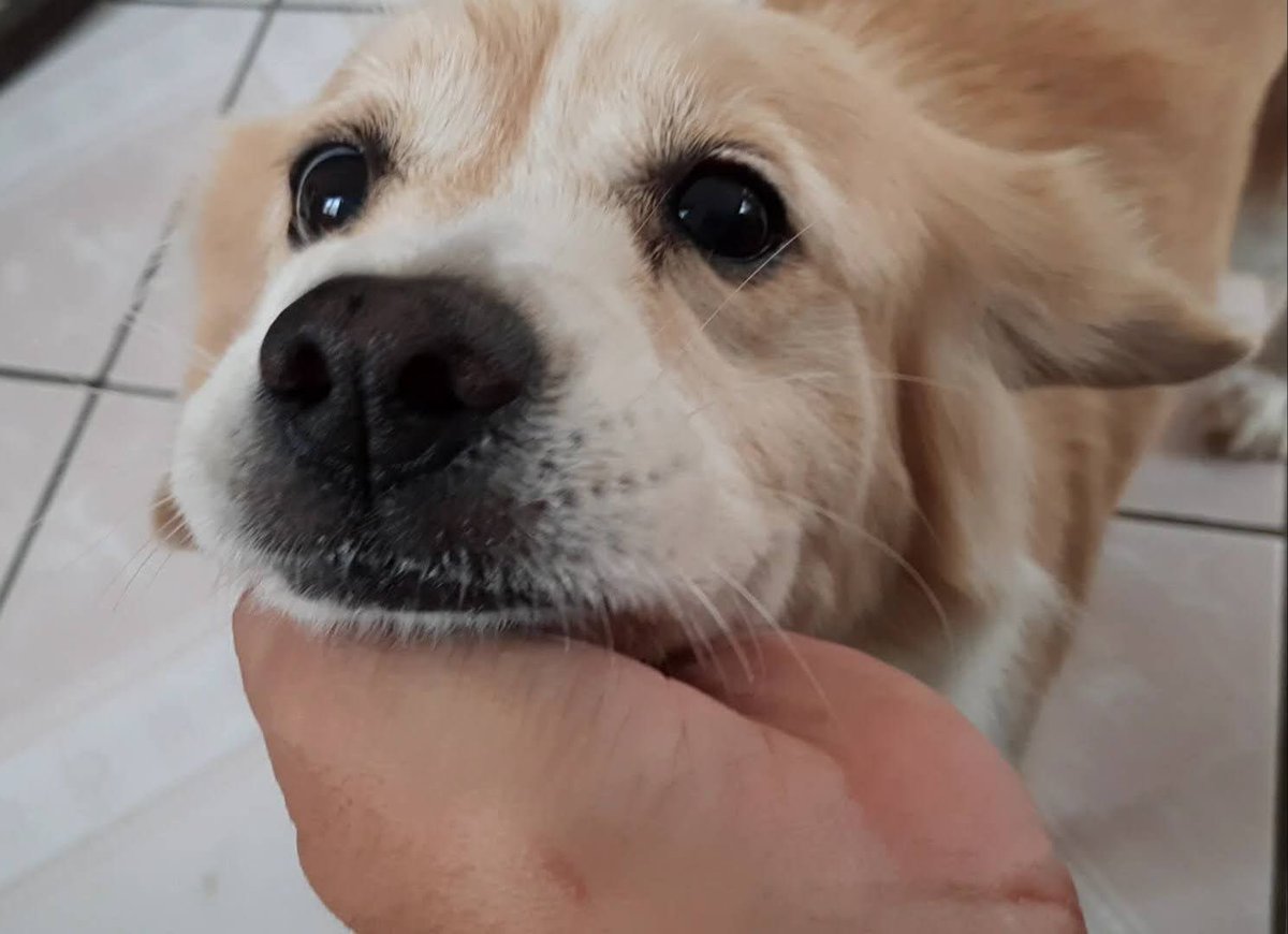 ZarahFalcon's tweet photo. ¿Por qué los #perritos 🐶 duran tan poco tiempo en la Tierra? Porque su misión es enseñarnos a #amar y dejar #huella 🐾 en el alma, Niña Güera te fuiste a tus dulces 16, gracias por todo tu amor, dulzura y hermosa compañía. Te voy a extrañar siempre. 💔 https://t.co/E9FpDCVMVD