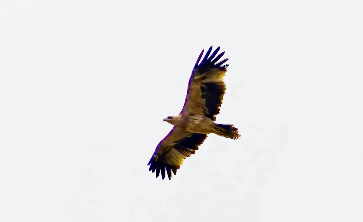 RLPageJones's tweet photo. Valcargado in #cadizprovince is a wonderful place for #raptors.  Juvenile Spanish and Bonelli’s together with the much more common Booted and Short-toed Eagle.  Also a great migration corridor in a light Levante https://t.co/GNKc93hSJJ