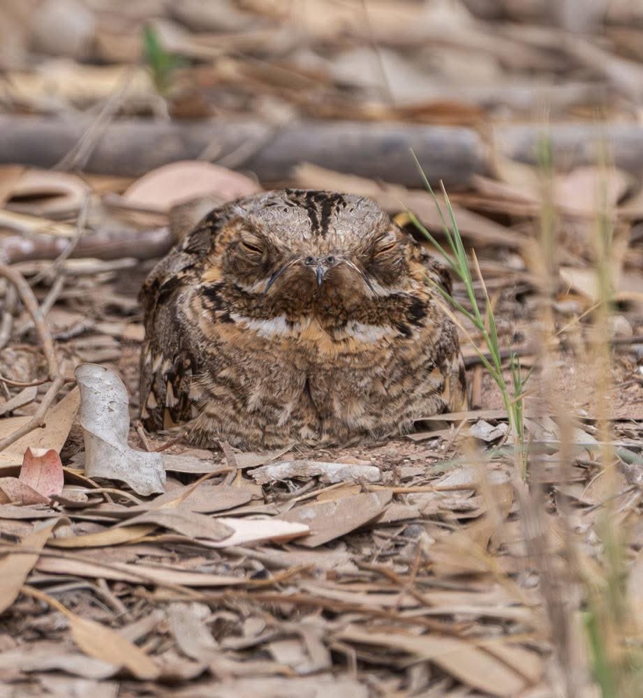 mbargache1's tweet photo. Nightjars 🇲🇦 : (Bilal Chilaq photography 🇺🇸) https://t.co/FWb8XGkepT