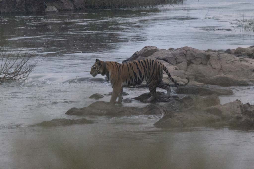 TenduSpa's tweet photo. Where the wild doesn’t perform, it simply exists.
Moments stitched together in silence, instinct, and raw beauty. 🌿 
Reserve your stay at https://t.co/EHH6eGhTuZ https://t.co/dTKocdXCUV