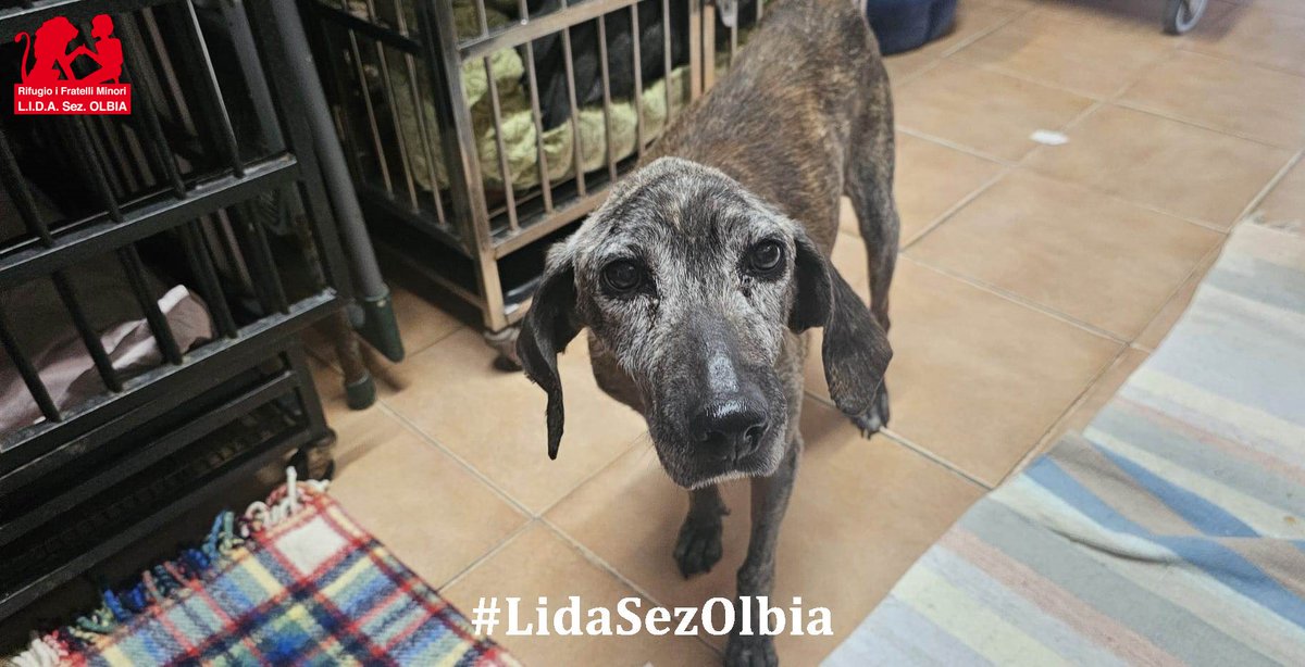 Lida sez. Olbia ODV tweet media