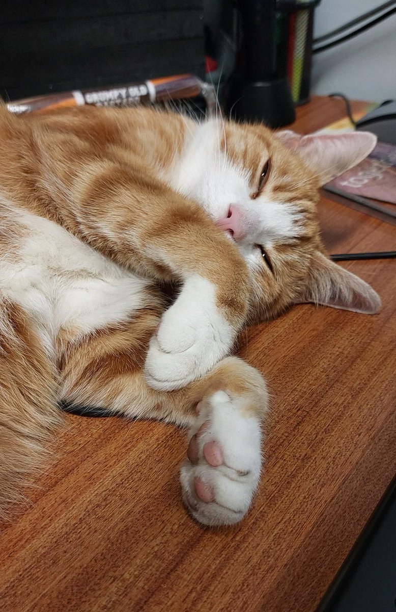 George The Stourbridge Junction Station Cat tweet media