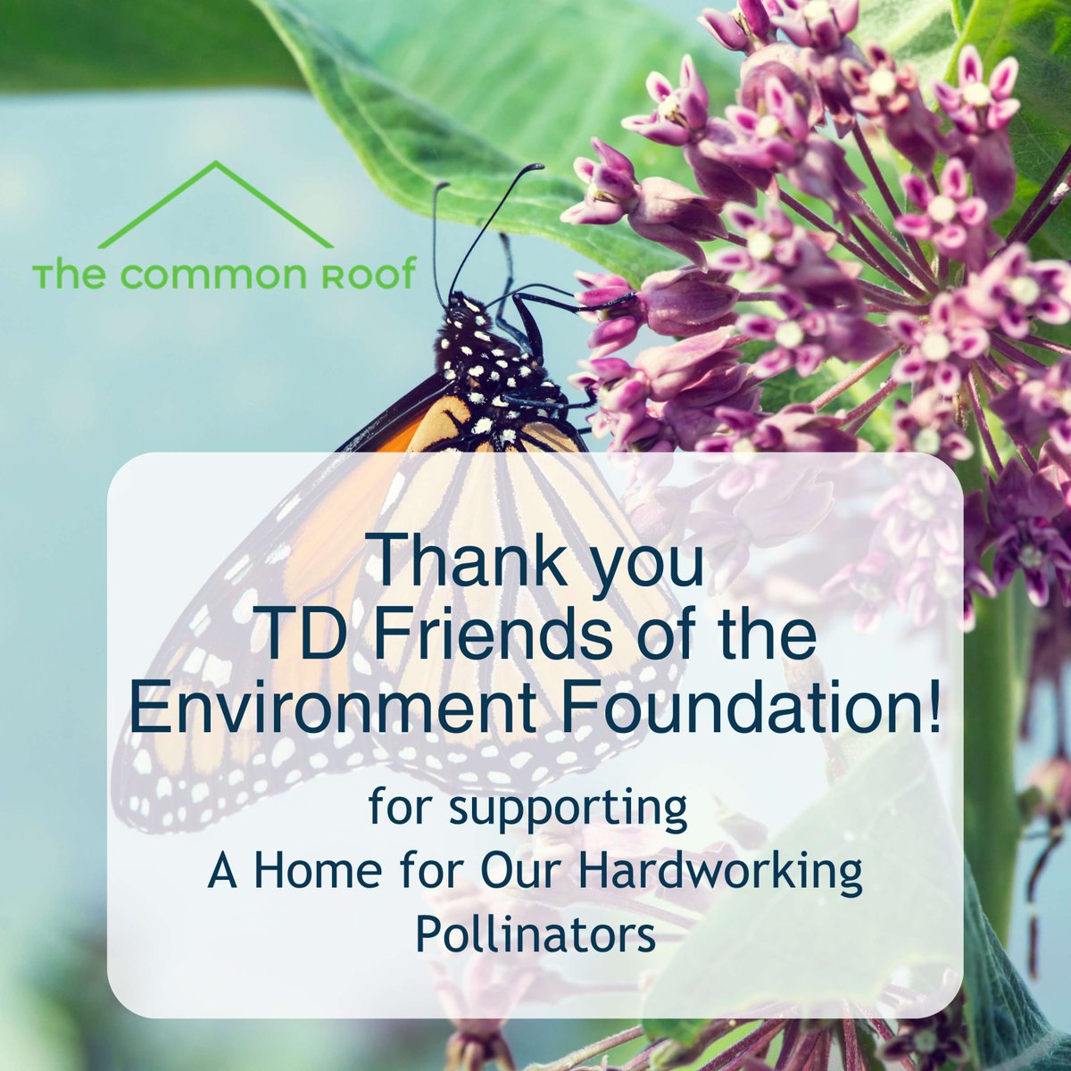TheCommonRoof's tweet photo. We are so grateful to TD Friends of the Environment Foundation for supporting the Home for Our Hardworking Pollinators project at our Collingwood Common Roof location!  Learn more: https://t.co/RyKqUyiMjv https://t.co/qRyqYHwIAa