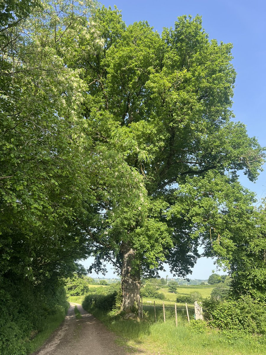 PIFux's tweet photo. Ad &amp; prope Vezelay, IXa dies pedestris, a La-Pierre-qui-Vire usque ad Avallon : rura et vici pulchri. https://t.co/VtxZz1MyBD