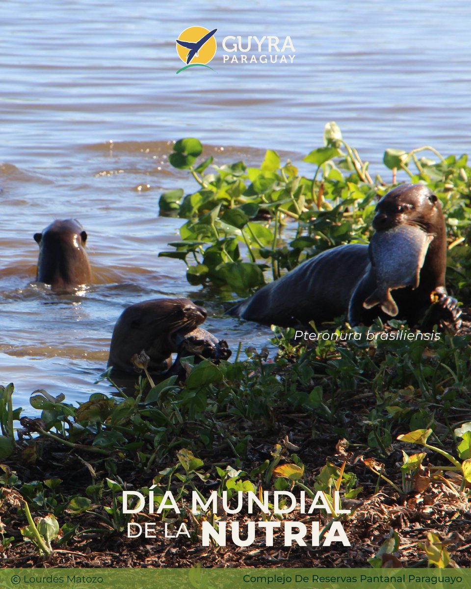 Guyra Paraguay tweet media