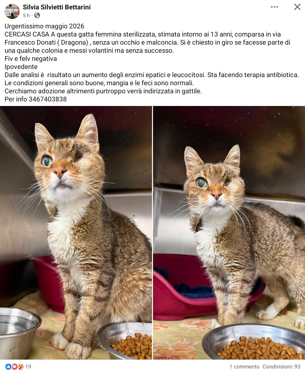 unonlus's tweet photo. 🚨DRAGONA (RM) - URGENTISSIMO! 🐾
 #gatta sterilizzata ~13 anni. Senza un occhio e ipovedente, ma dolcissima #cercafamiglia 
FIV/FeLV NEGATIVA. Mangia e sta bene, ora fa cura antibiotica.
​Se non trova adozione andrà in gattile. Salviamola! 💔
📞 Info: 3467403838
#silvia https://t.co/RT3pJwk928