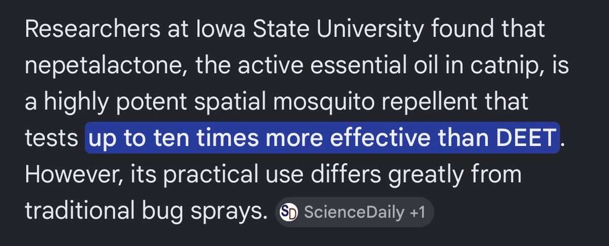DivineJoker99's tweet photo. This is why my insect repellent works so well.   

If Catnip is 10x more effective then the chemical deet.  Why don’t we know that?  Why isn’t that being reported nationally?  

I’ve added citronella grass to mine, it’s essentially bullet proof. https://t.co/tsbBG7XJ35