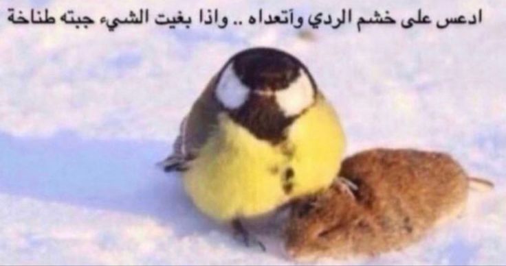 𝖽𝗈𝖽𝗒 🍮🥄 ˚₊‧ tweet media