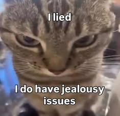 catsbeiingcats's tweet photo. https://t.co/XOwIqxt9Vw