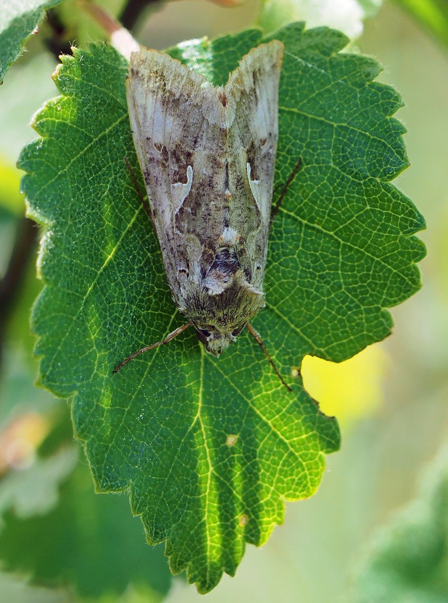 BrianCrunchie's tweet photo. Picked up more of the monthly Butterflies and Bugs at Lullymore, Co.Kildare in glorious 29c
Silver Y (Autographa gamma)
Narrow-bordered Bee Hawk-moth (Hemaris tityus)
Marsh Fritillary (Euphydryas aurinia)
Large Cabbage White (Pieris brassicae)@Butterfly_IE @BioDataCentre #insects https://t.co/hKIC2mNuIc