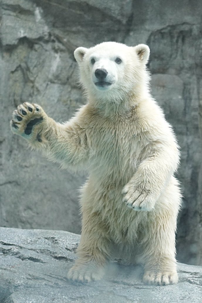 CryptoChris7391's tweet photo. @ieatjeets The cute and viral Japanese bear Momota-Kun 🧸

4kvUo4SyBnpPB9SDEwZucLZvm4iZdwyup6CqKi3Npump https://t.co/j7Z6WdxqA3