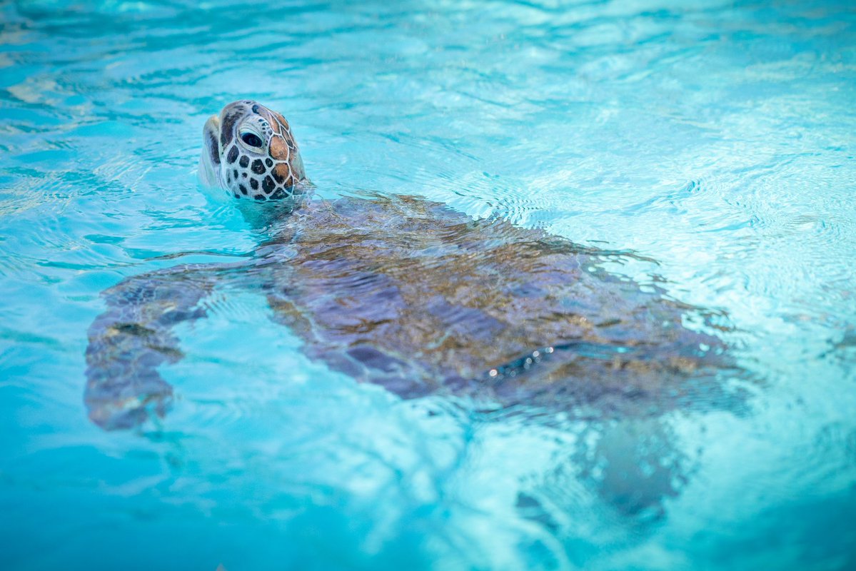 Wildlife Warriors tweet media