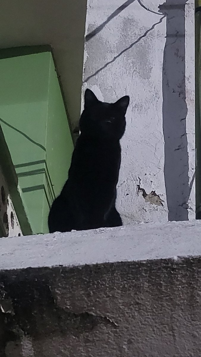 Rexnatus's tweet photo. This is another cat.  We don't know if it's a he or she.  This cat avoids contact with other people.  I like this cat, but befriending it will be problematic.  My daughter chose it's name to be Olivia Rodrigo. It's a girl's name and a boy's name. I like Olivia Rodrigo. https://t.co/OxfHe32aGt