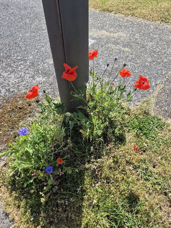 BBullrushes's tweet photo. Cleared up cans &amp; vodka bottles after a birthday party 🙄 then more weeding. Hoping that with our patch looking tidier, less chance of weedkiller being used.  Amazing to see #wildflowers growing around our local lampposts 😊 #LoveWhereYouLive #BoultonMoor #NotaBin #LeaveNoTrace https://t.co/1d6stbBwsb
