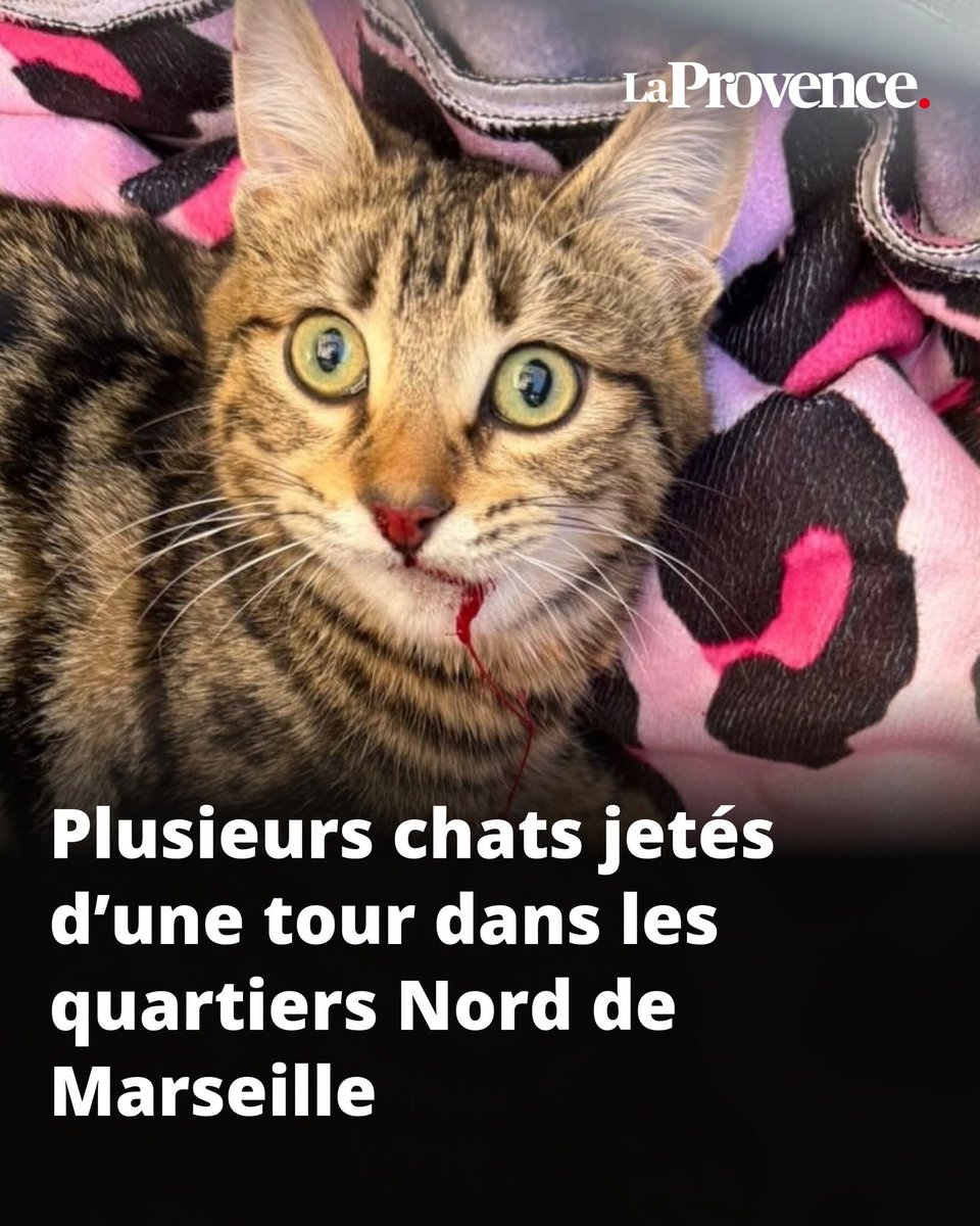 Adea Claude tweet media