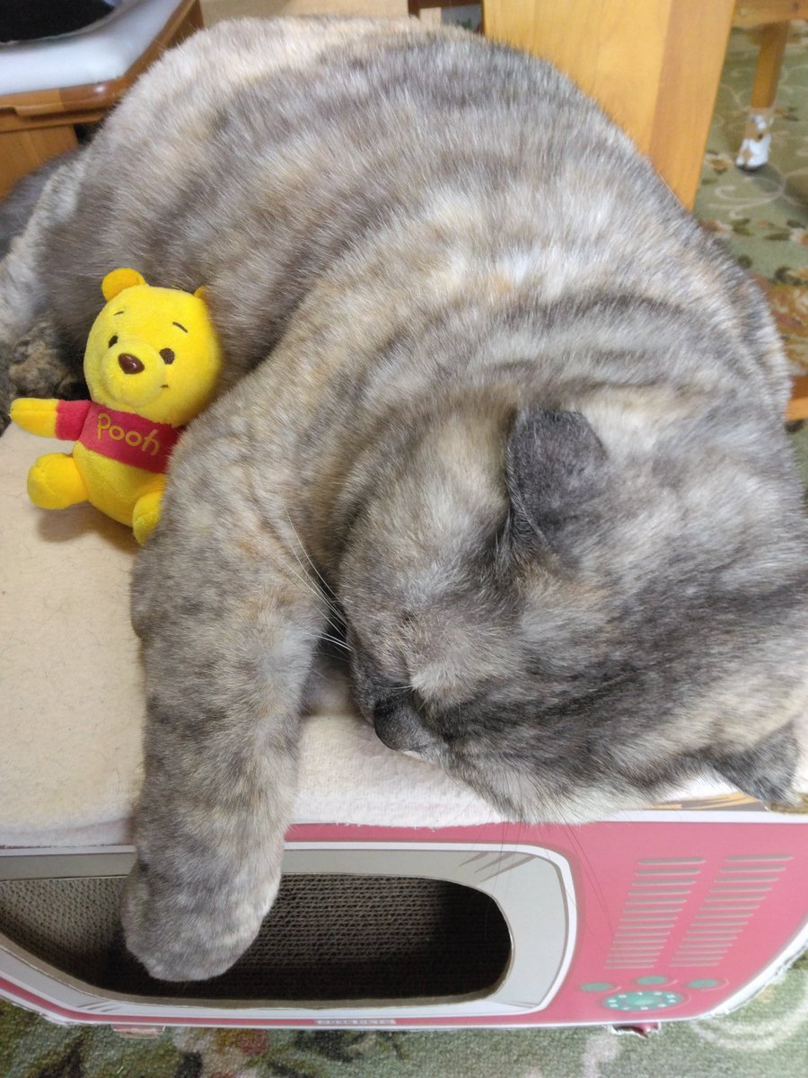 ギャオス tweet media