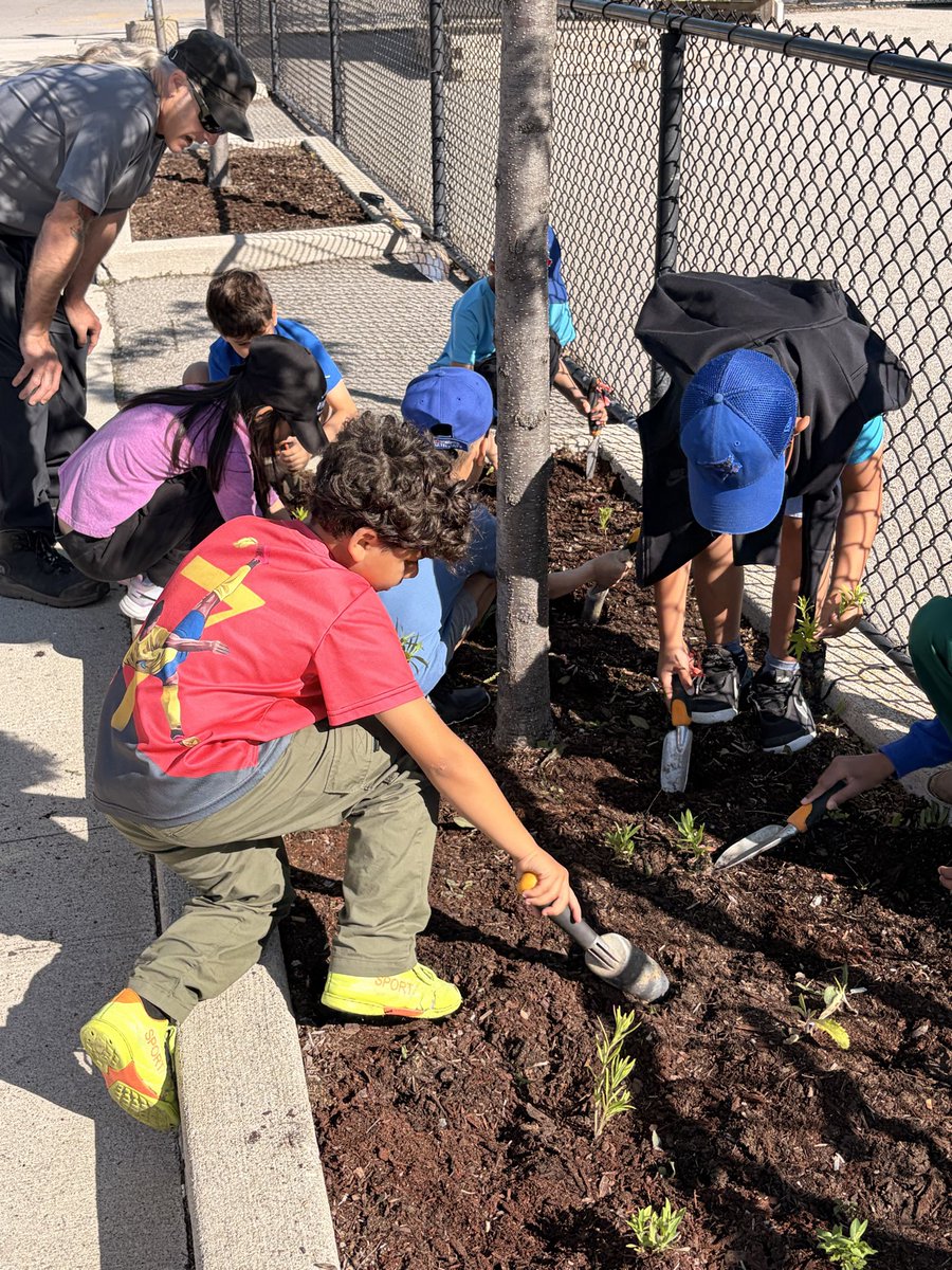 MrsAzizsClass1's tweet photo. We had a great morning planting some milkweed to attract some pollinators to our flower beds! https://t.co/3z7wTikcTw