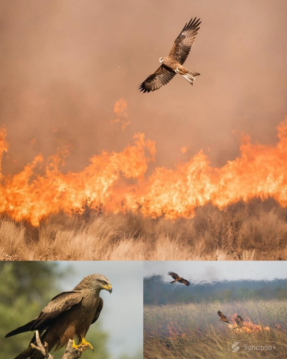 SynapsePlus's tweet photo. 🔥🦅 LES OISEAUX PYROMANES D’AUSTRALIE

En Australie, certains rapaces ne fuient pas les incendies. Ils les utilisent.

Le Black kite, le Whistling kite ou encore le Brown falcon ont été observés en train de saisir des branches enflammées, de les transporter, puis de les relâcher plus loin.

Résultat : de nouveaux départs de feu.

Pourquoi ? Parce que le feu fait fuir les proies.

Rongeurs, reptiles, petits animaux, tous sortent de leur cachette, paniqués, désorientés.

Et les rapaces n’ont plus qu’à chasser grâce à cette stratégie.

Ce comportement demande une compréhension simple mais puissante : provoquer une réaction pour en tirer un avantage.

Autrement dit, utiliser un élément naturel comme un outil.

Pendant des générations, les peuples aborigènes en parlaient déjà. La science a fini par confirmer ces observations.

Et ça change tout.

On pensait être la seule espèce capable d’exploiter le feu. Mais dans certaines régions du monde, des oiseaux savent déjà s’en servir.