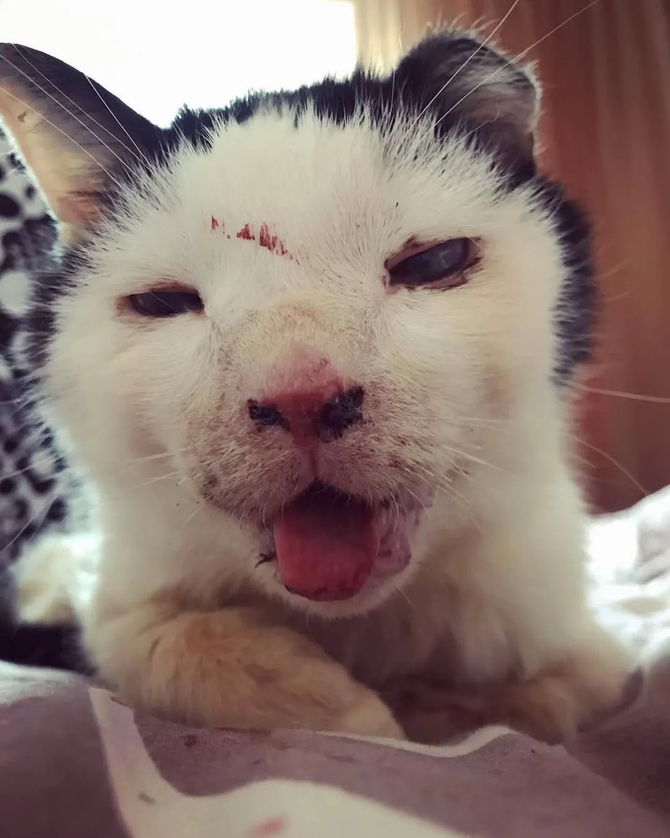 DIMITROV ANIMAL SHELTER tweet media