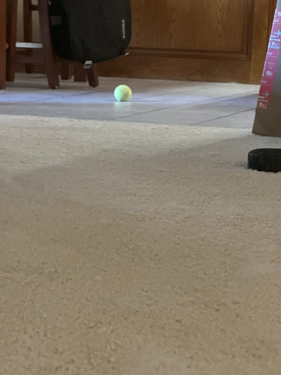 coach330's tweet photo. So, the dog brings the tennis ball over, throws it at me and lays down with that Astro smile. I toss the ball into the kitchen, he watches it roll to a stop, then he turns to look at me like, “Well that was fuckin’ dumb.”

Life with a Livestock Guardian Dog. https://t.co/UYUcdFgB8I