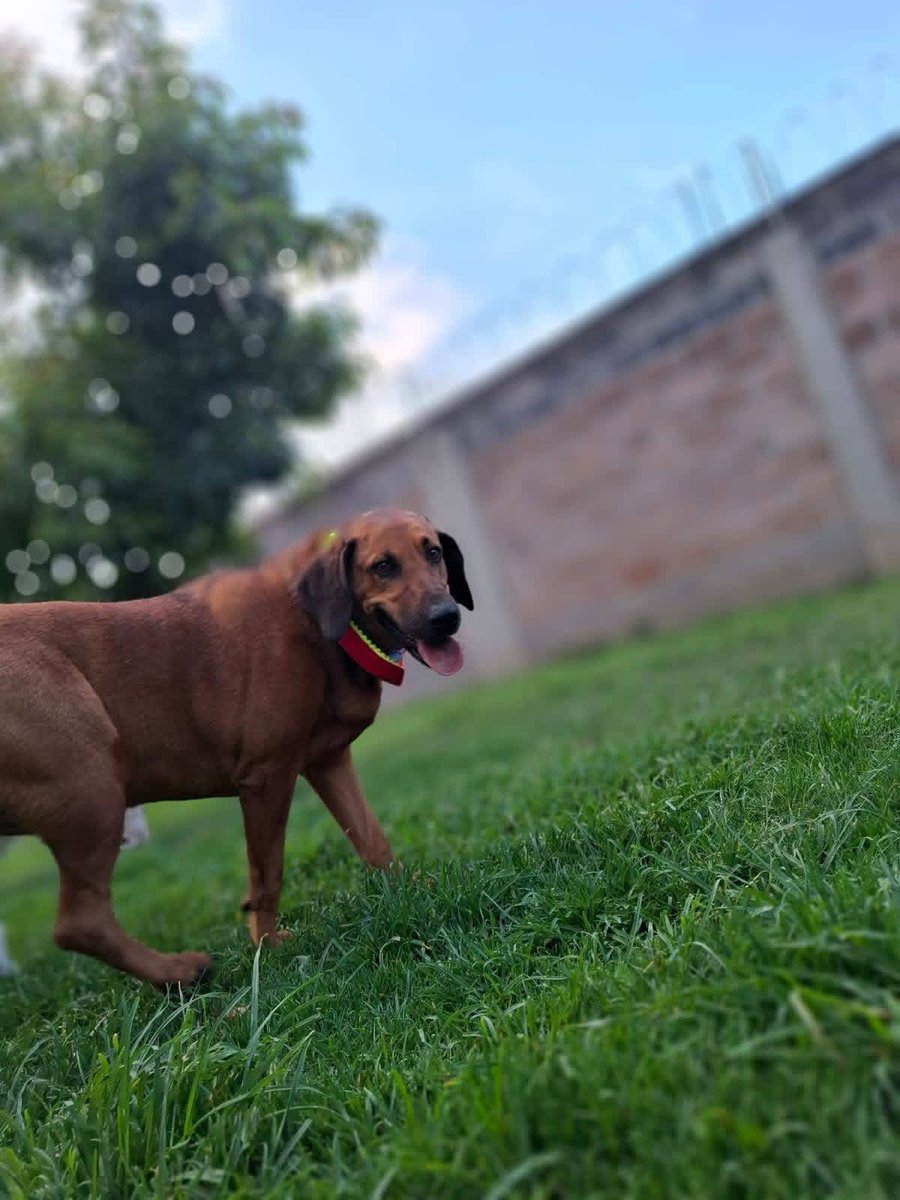 Rescate Animal tweet media